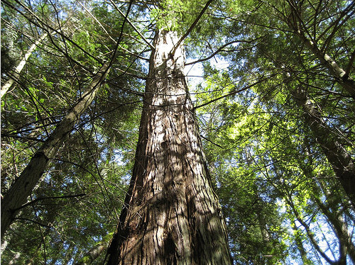 Cedar trees